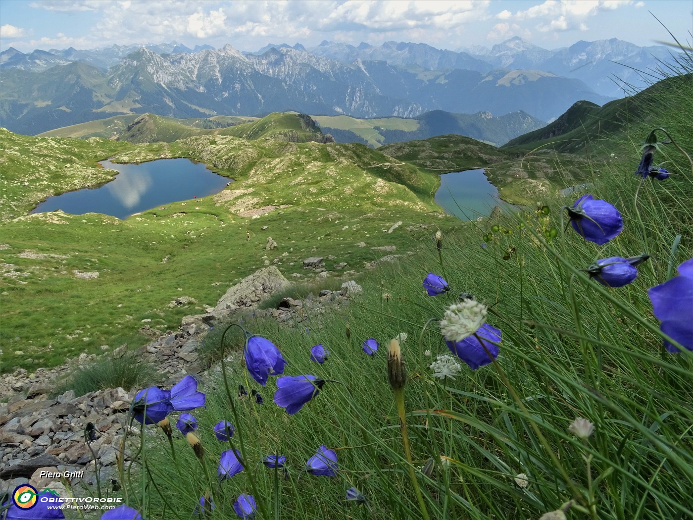 82 Campanule di Scheuchzer (Campanula scheuchzeri) .JPG
